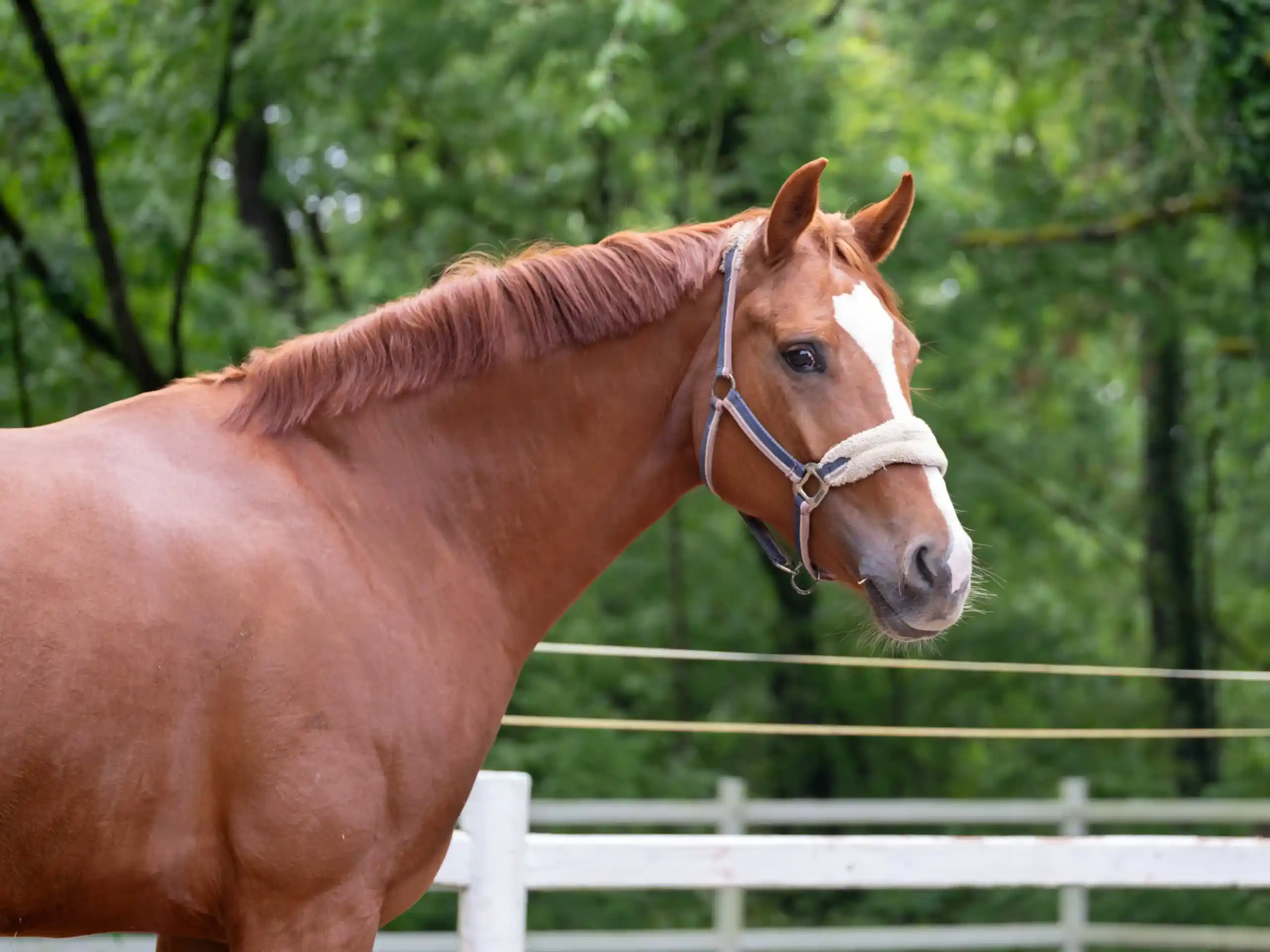 Accueil Horse